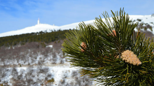 Image du Mont Ventoux